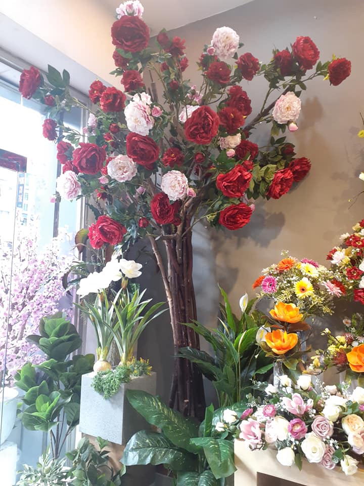 hoa mẫu đơn cây đỏ